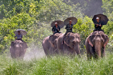 Bardia National Park Safari